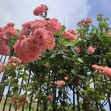 созополски рай 索佐波尔