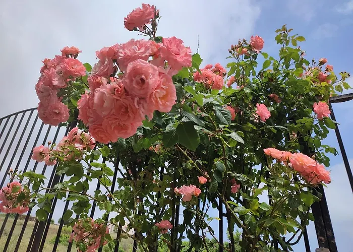 созополски рай 索佐波尔